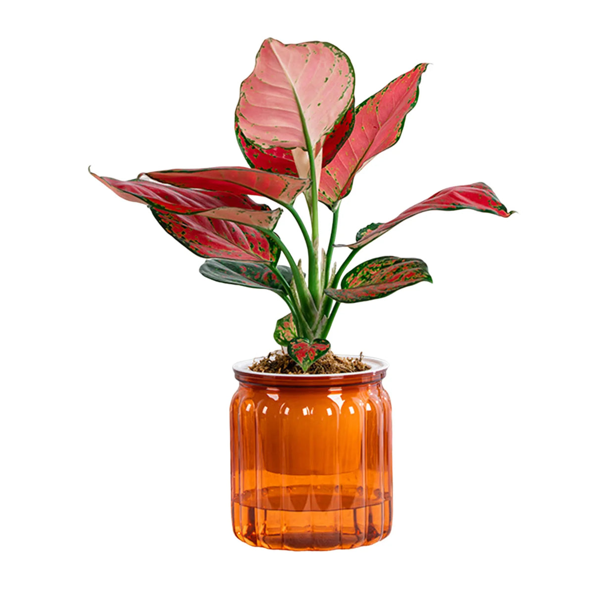 Transparent Self-Watering Planter Pot with Reservoir