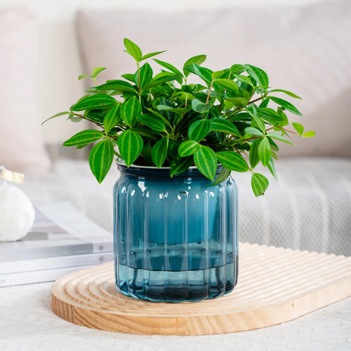 Transparent Self-Watering Planter Pot with Reservoir