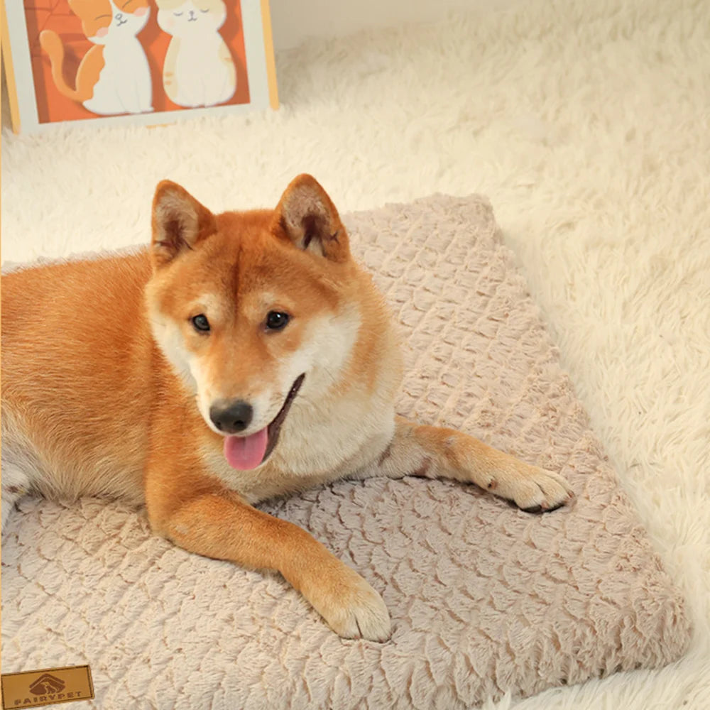 Foam Dog Bed with Washable Cover & Textured Base