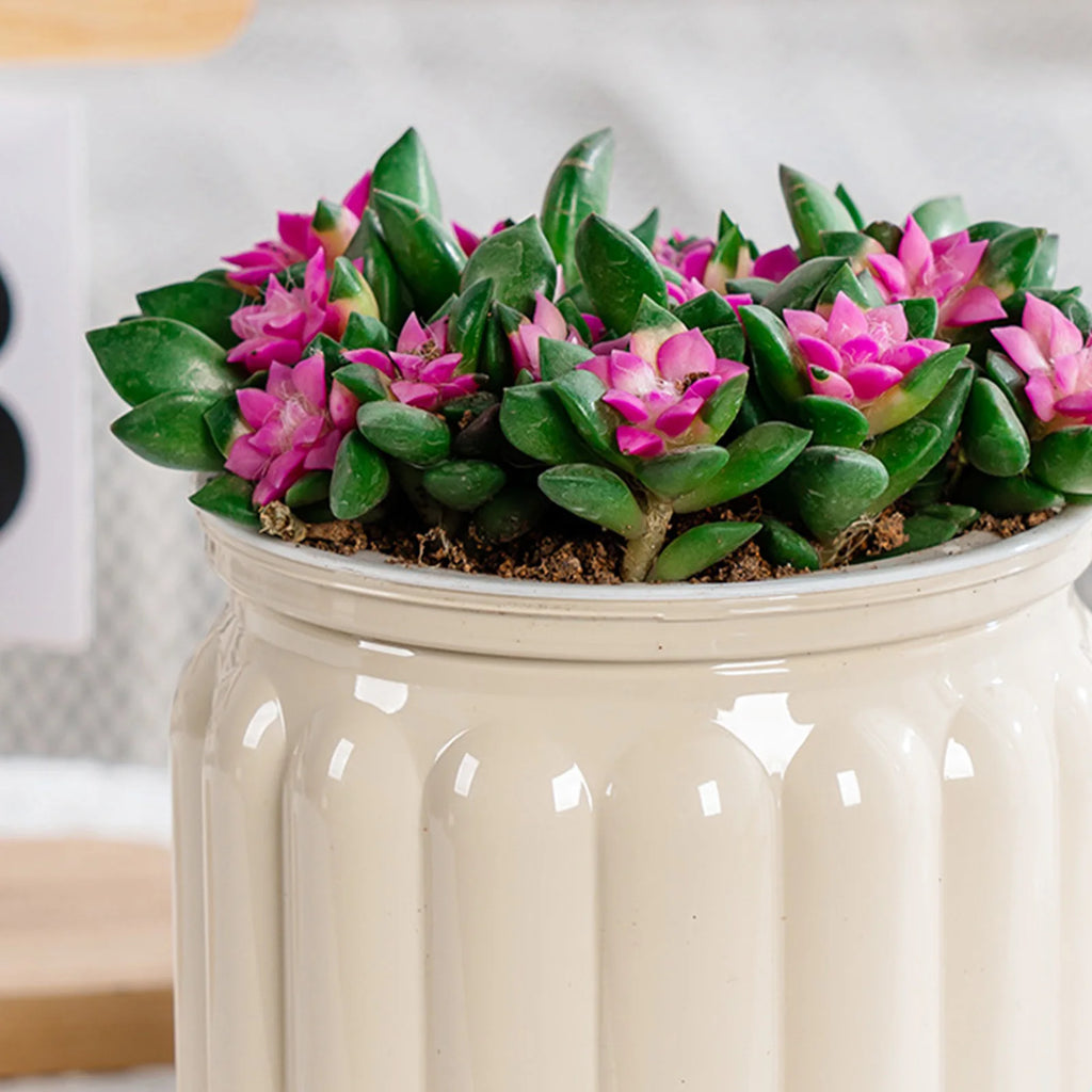 Transparent Self-Watering Planter Pot with Reservoir