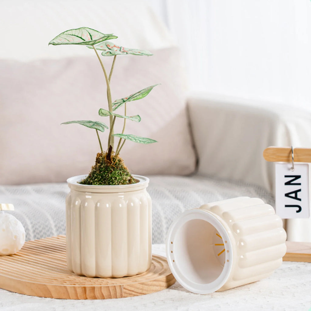 Transparent Self-Watering Planter Pot with Reservoir